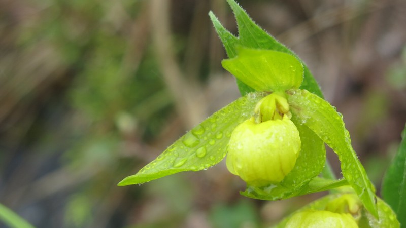 Cypripedium segawae photo 8