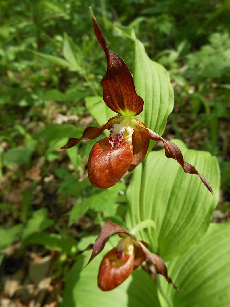 Cypripedium shanxiense