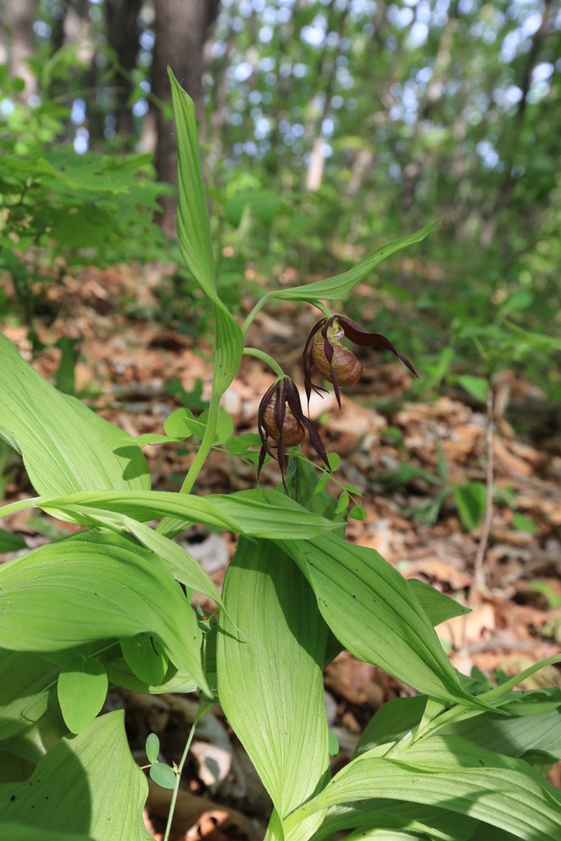 Cypripedium shanxiense photo 2