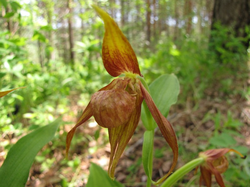 Cypripedium shanxiense photo 3