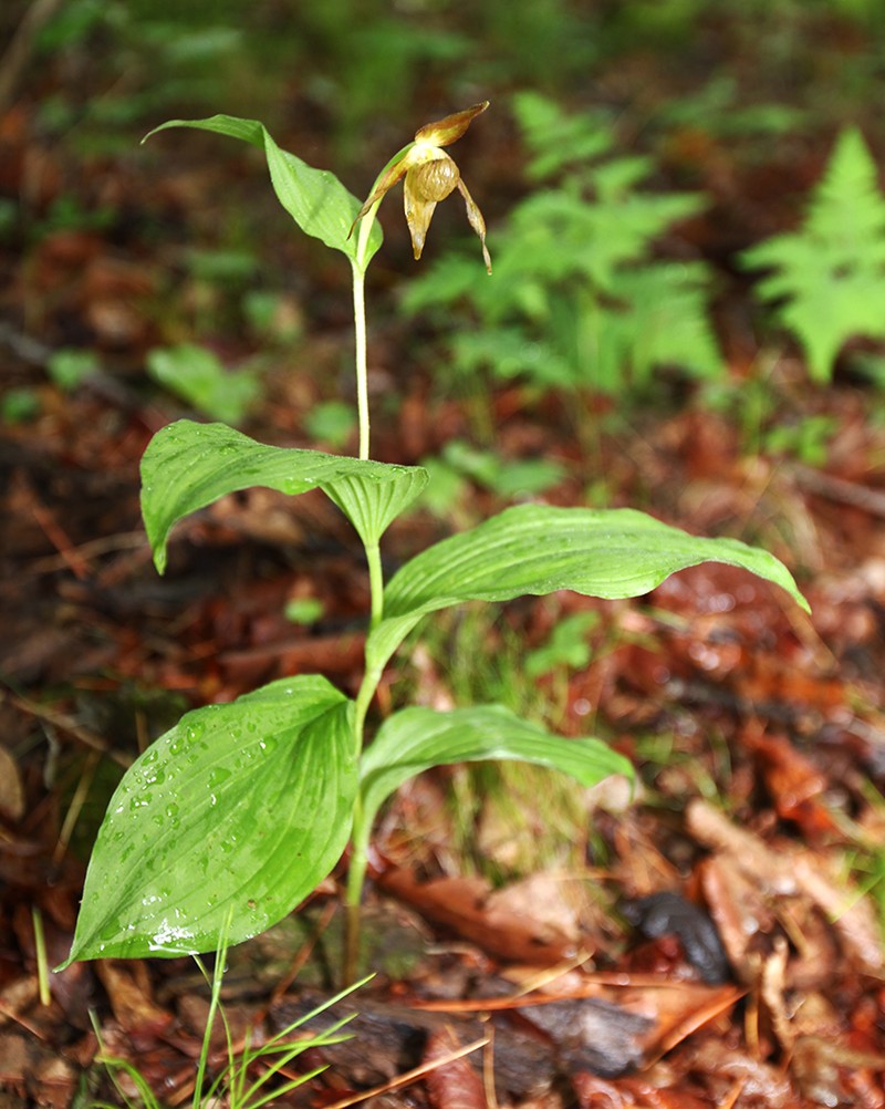 Cypripedium shanxiense photo 4