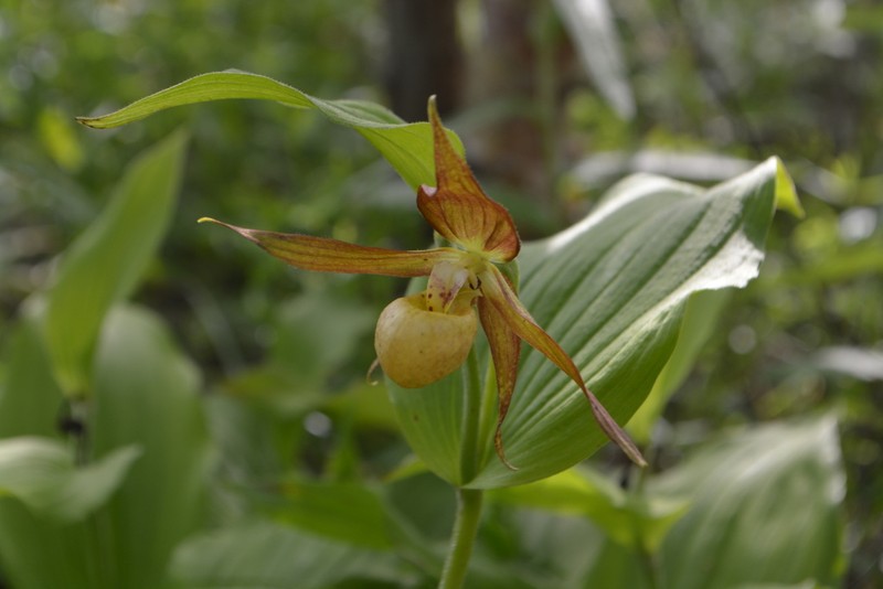 Cypripedium shanxiense photo 5