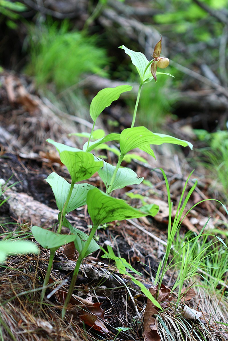 Cypripedium shanxiense photo 6