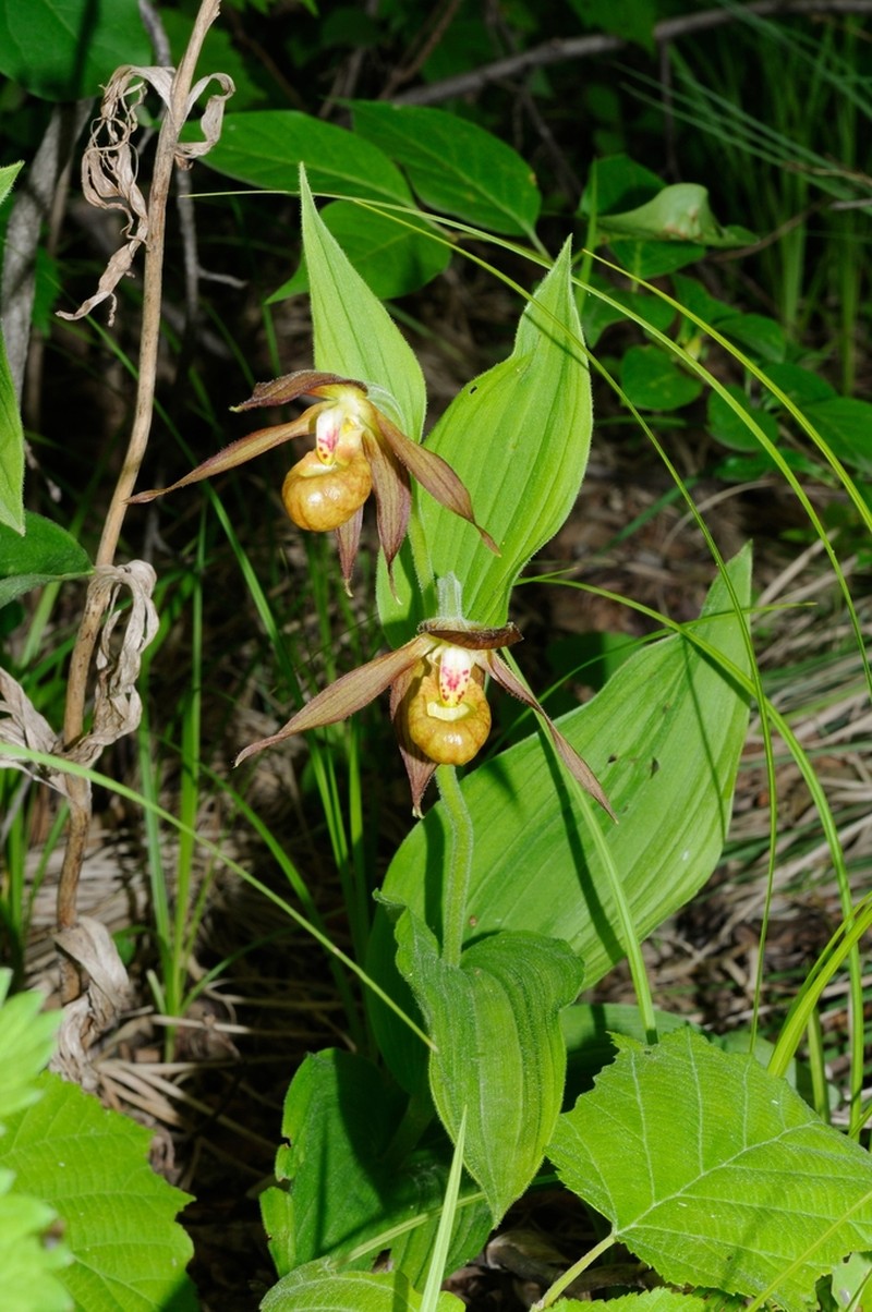 Cypripedium shanxiense photo 7