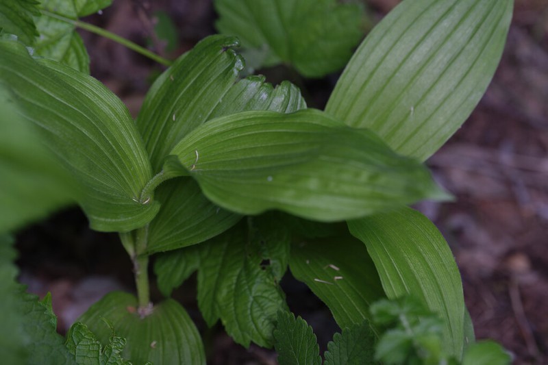 Cypripedium shanxiense photo 8
