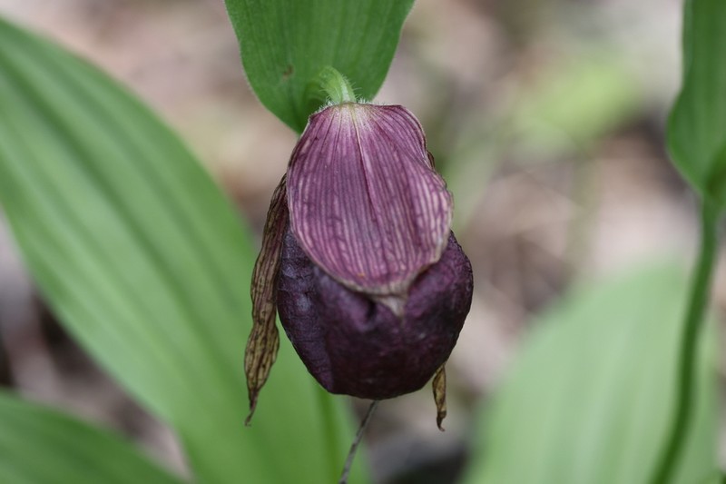 Cypripedium taibaiense