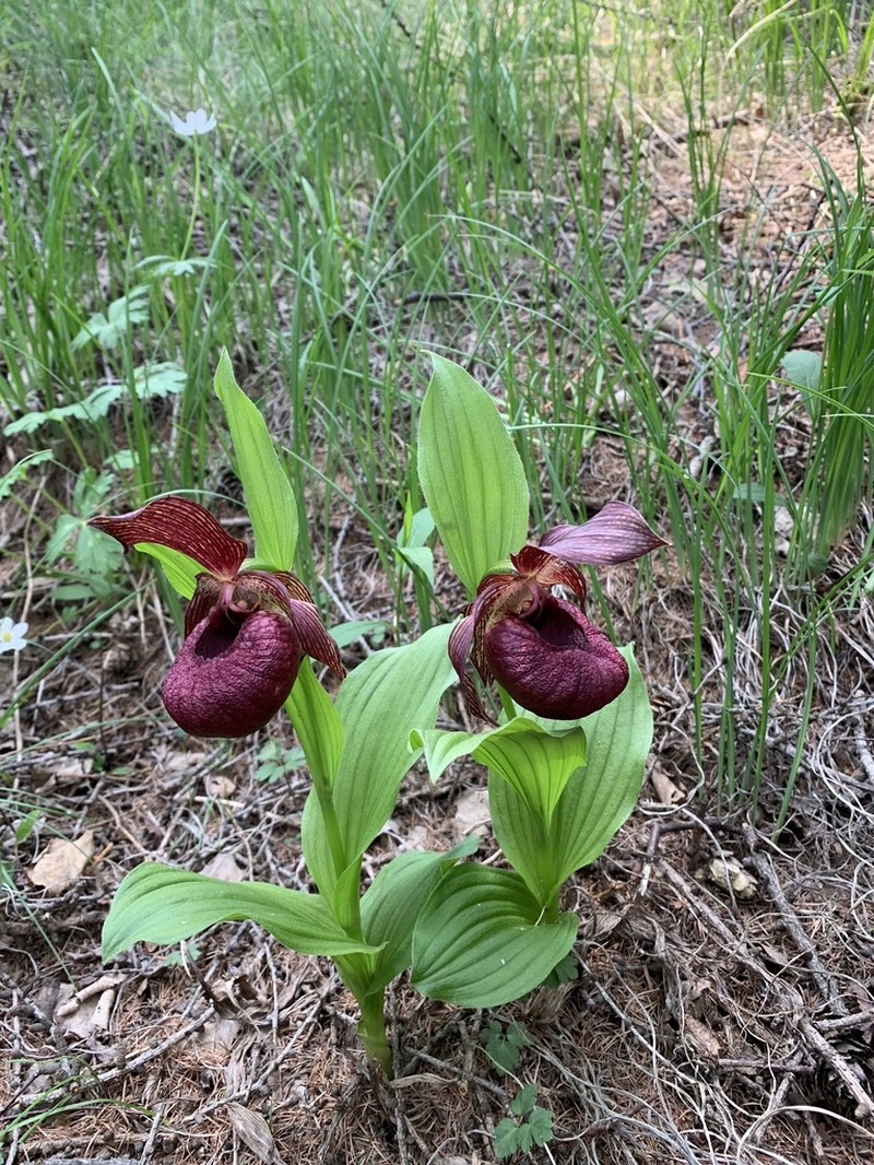 Cypripedium taibaiense photo 2