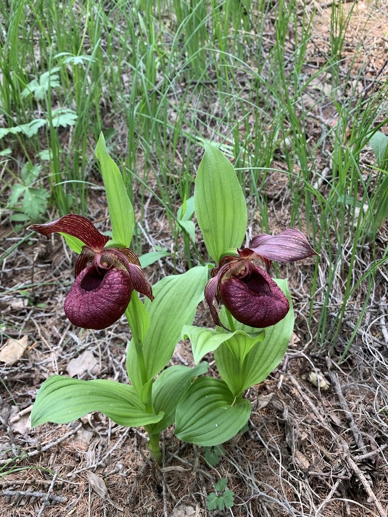 Cypripedium taibaiense photo 3