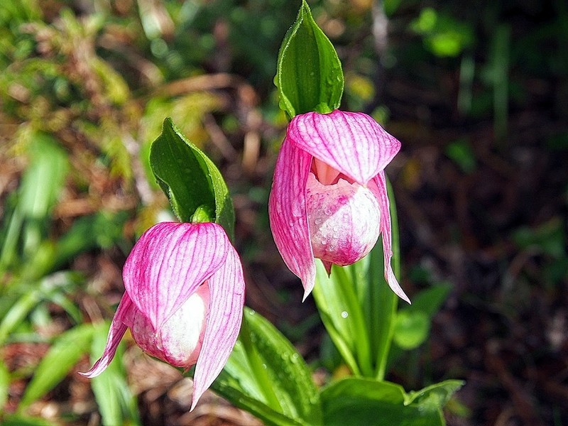 Cypripedium taiwanalpinum