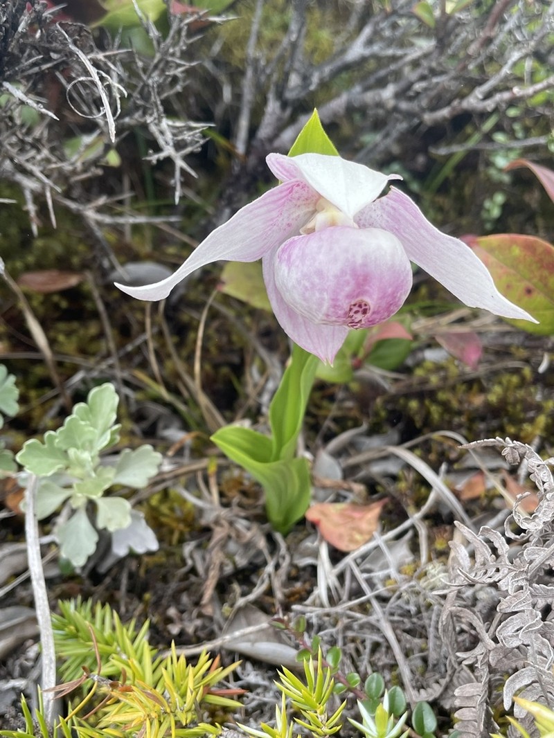 Cypripedium taiwanalpinum photo 2