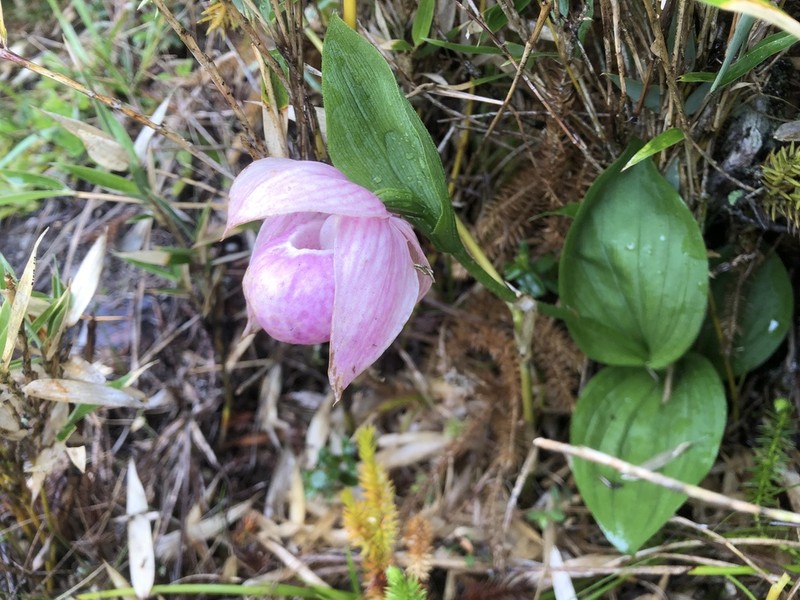 Cypripedium taiwanalpinum photo 3