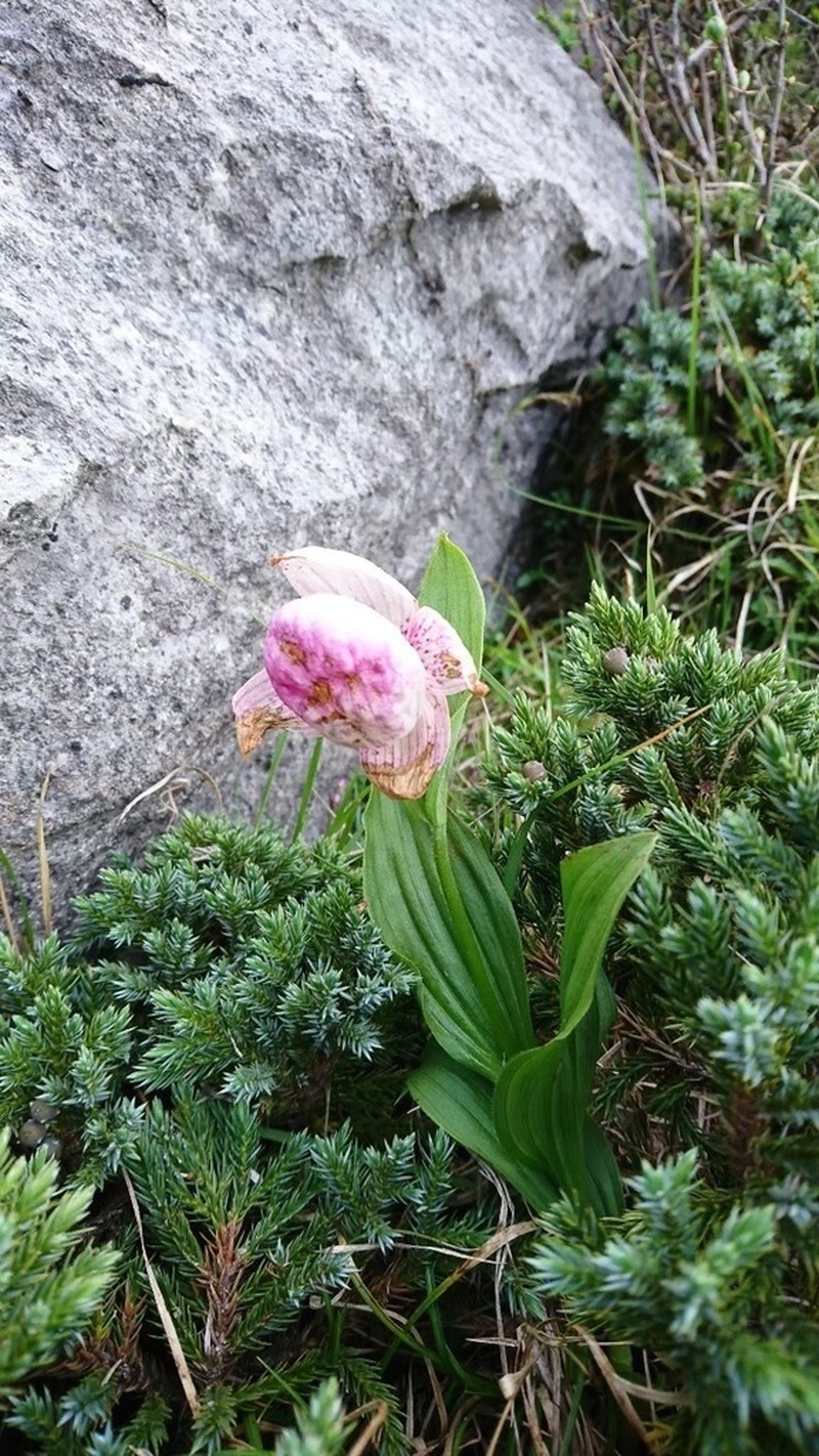 Cypripedium taiwanalpinum photo 4