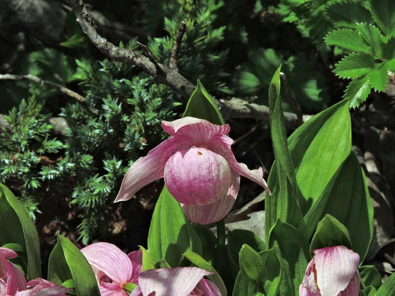 Cypripedium taiwanalpinum photo 5