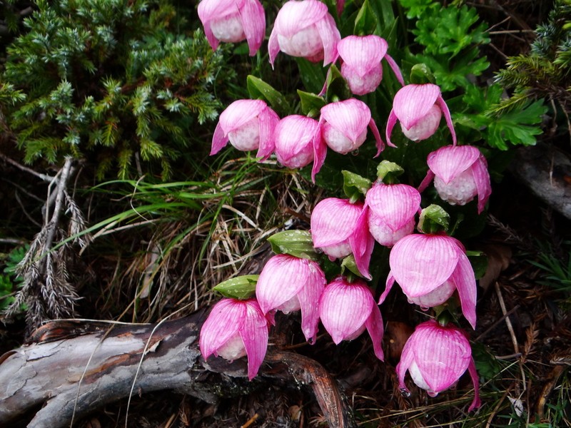 Cypripedium taiwanalpinum photo 6