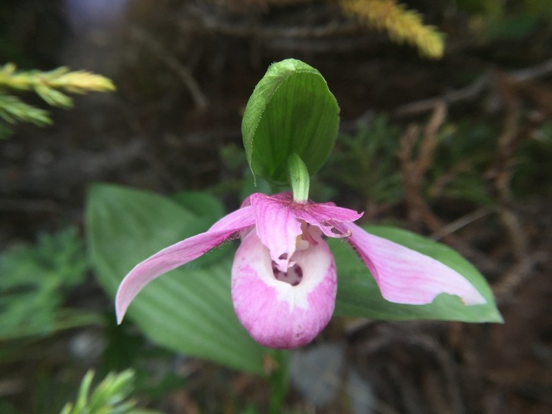Cypripedium taiwanalpinum photo 7