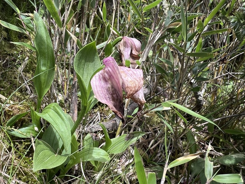 Cypripedium taiwanalpinum photo 8