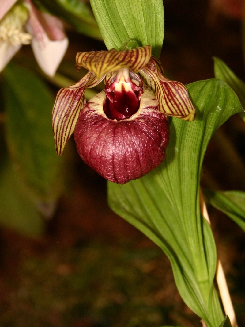 Cypripedium tibeticum