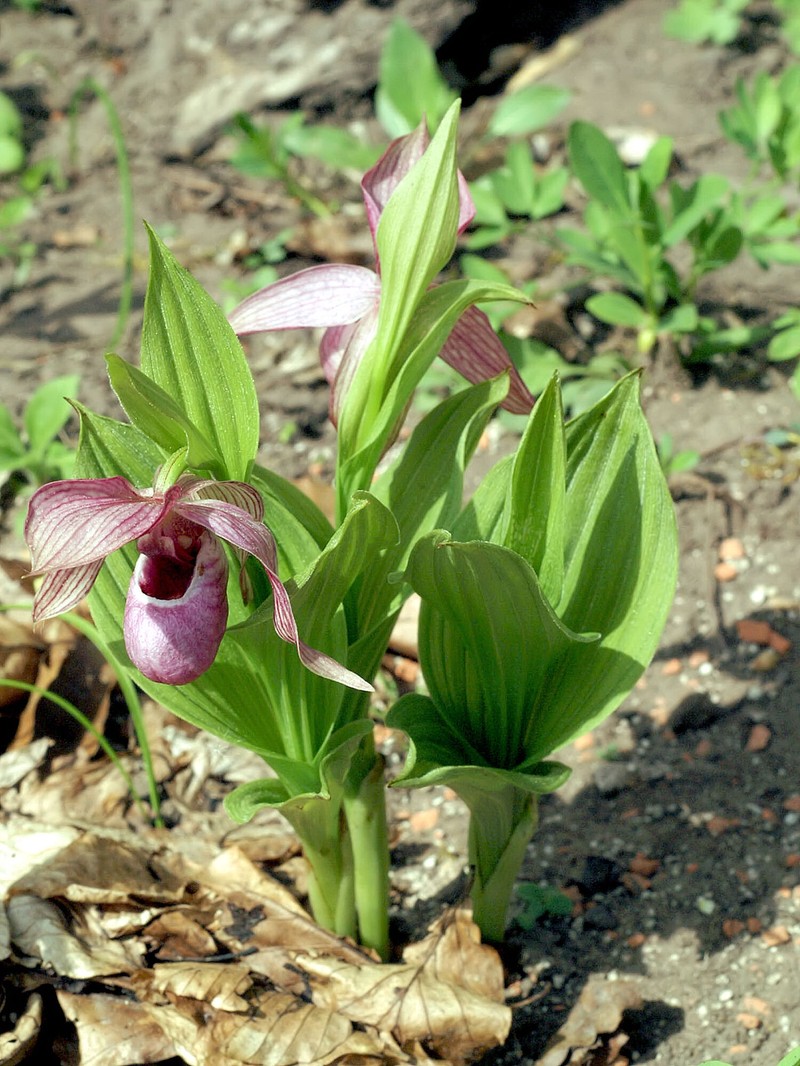 Cypripedium tibeticum photo 2