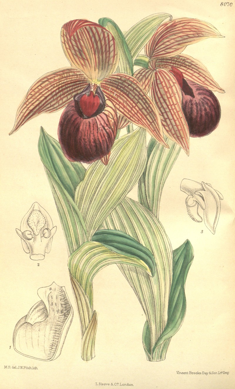 Cypripedium tibeticum photo 3