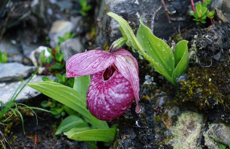 Cypripedium tibeticum photo 4