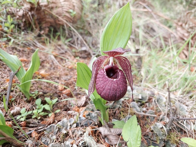 Cypripedium tibeticum photo 5