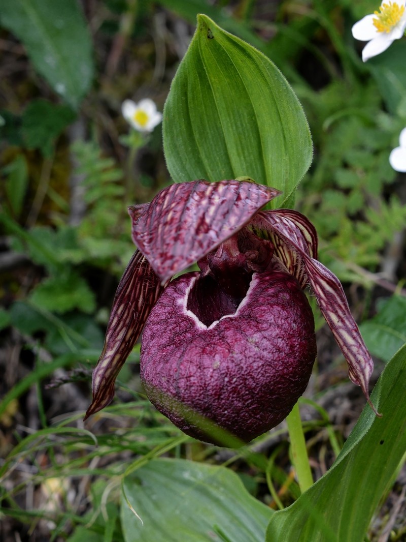 Cypripedium tibeticum photo 6