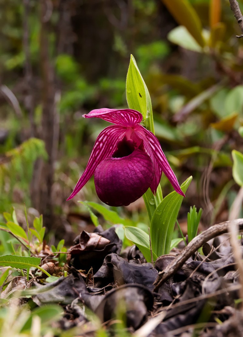 Cypripedium tibeticum photo 7