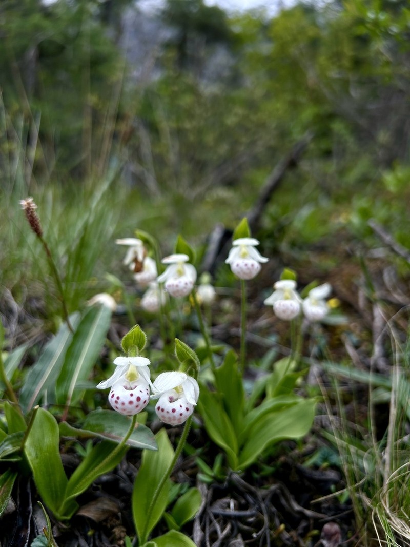 Cypripedium wardii