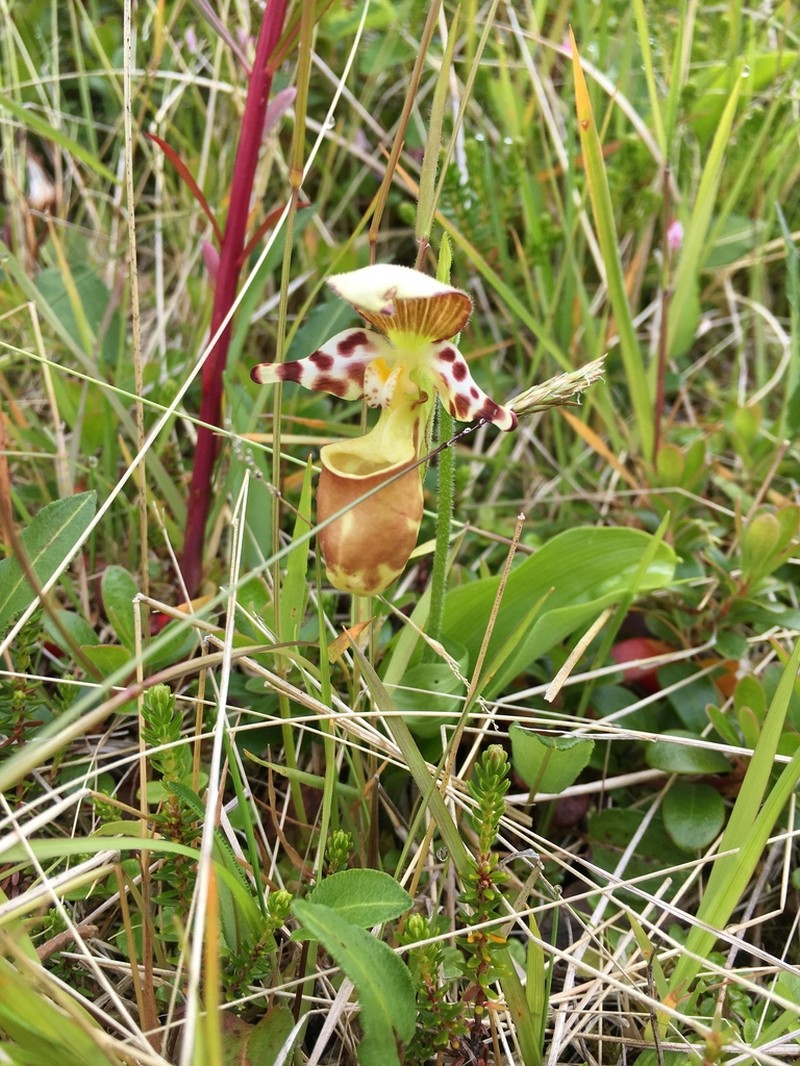 Spotted Lady's Slipper