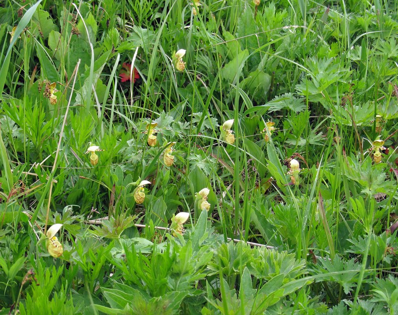Spotted Lady's Slipper photo 2