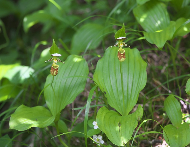 Spotted Lady's Slipper photo 3