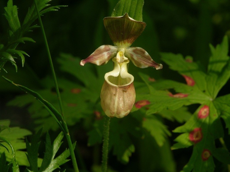 Spotted Lady's Slipper photo 4