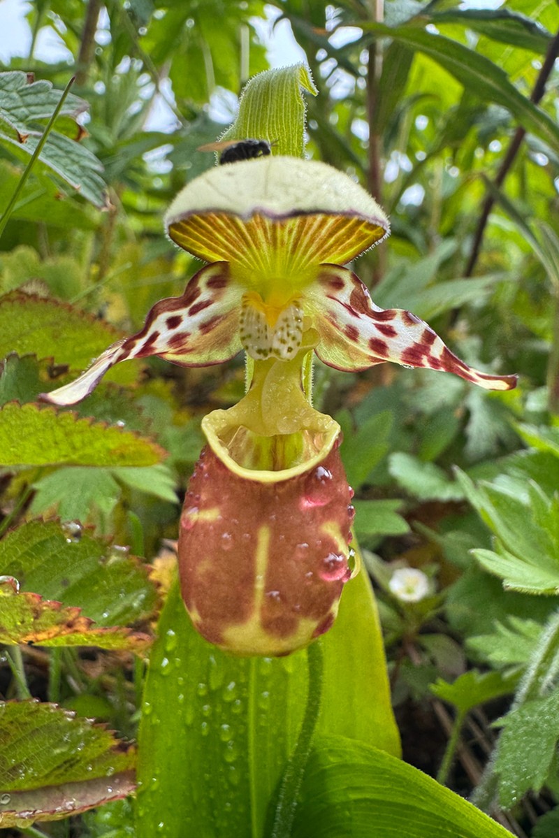 Spotted Lady's Slipper photo 5