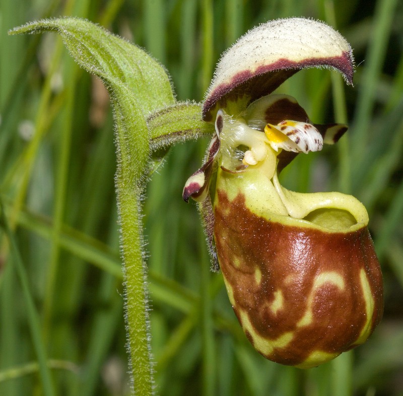 Spotted Lady's Slipper photo 6