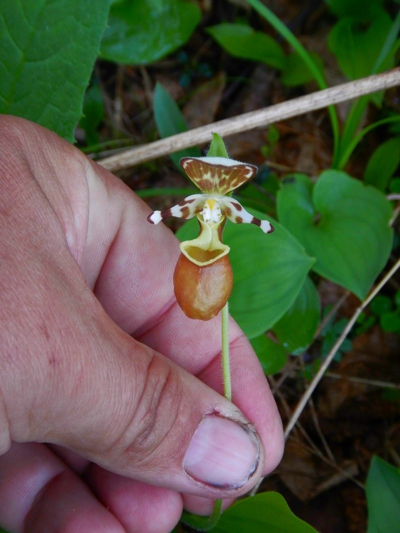 Spotted Lady's Slipper photo 7