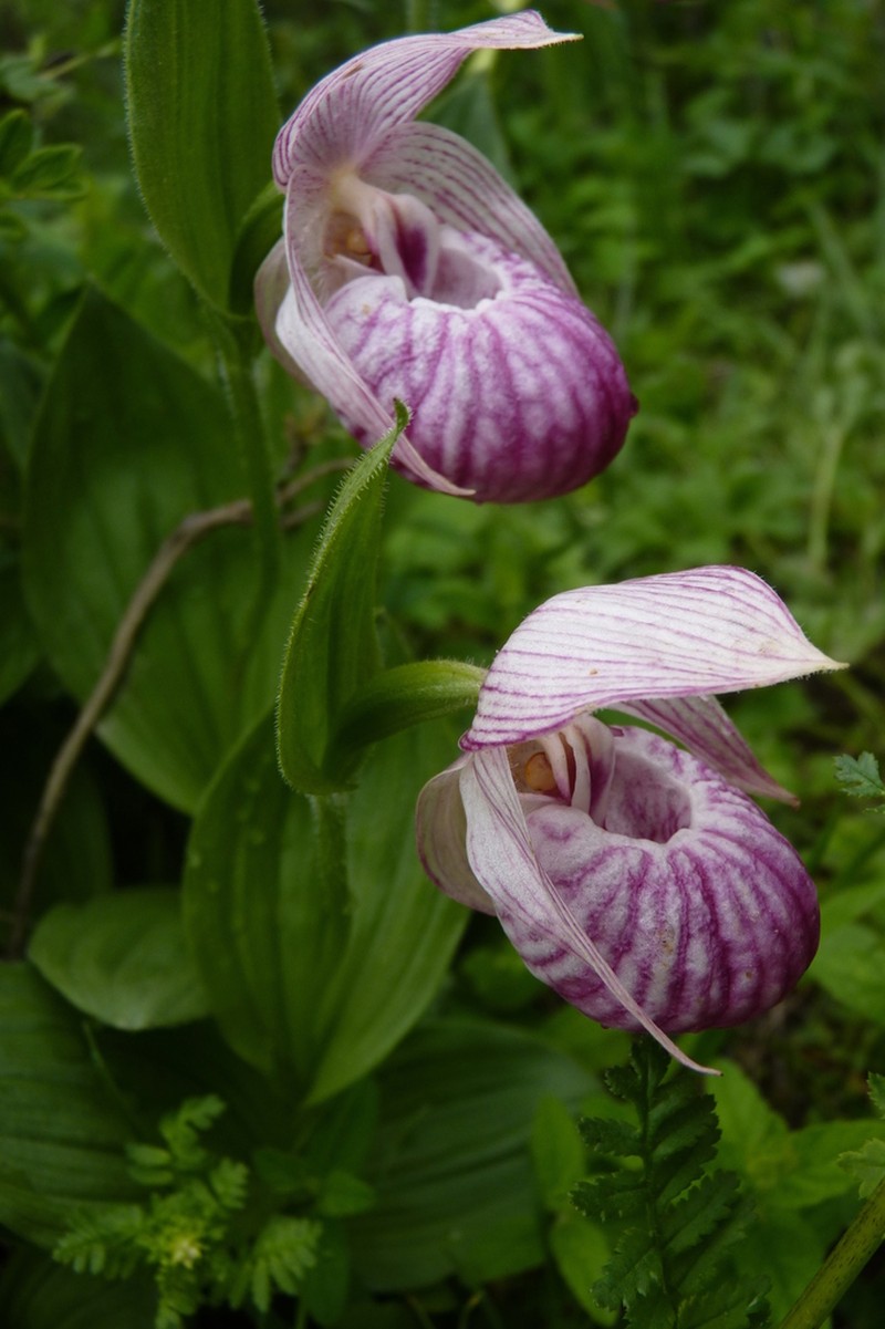 Cypripedium yunnanense