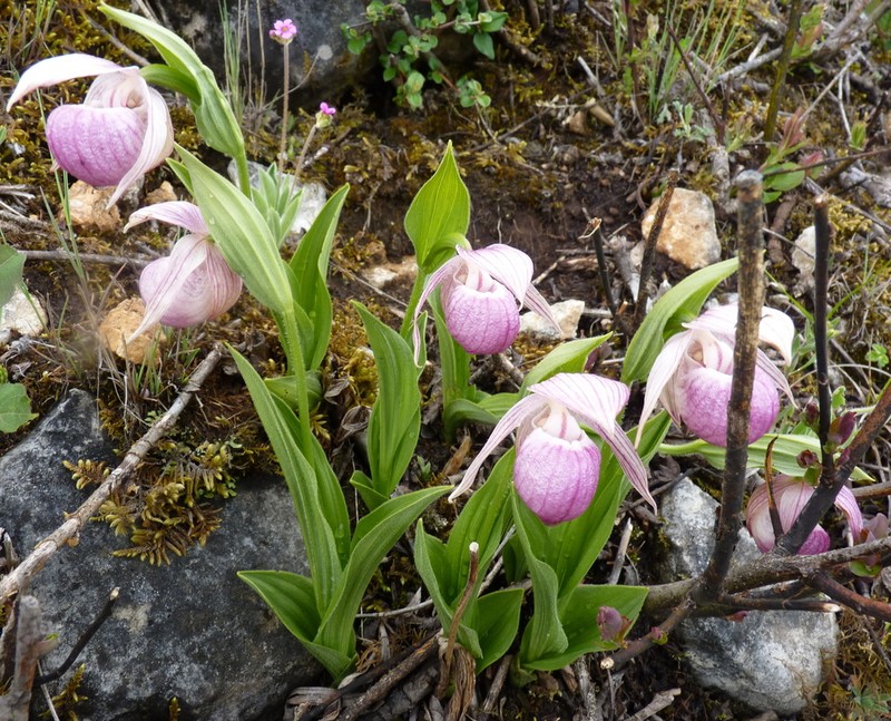 Cypripedium yunnanense photo 2