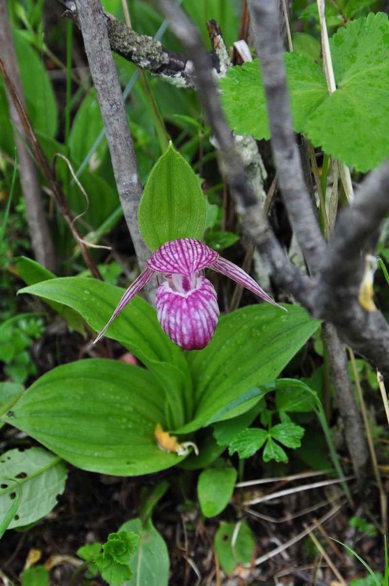Cypripedium yunnanense photo 3