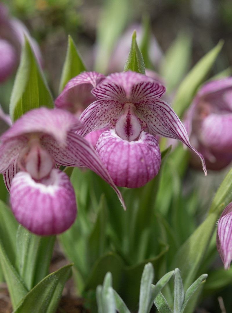 Cypripedium yunnanense photo 4