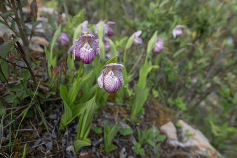 Cypripedium yunnanense photo 5