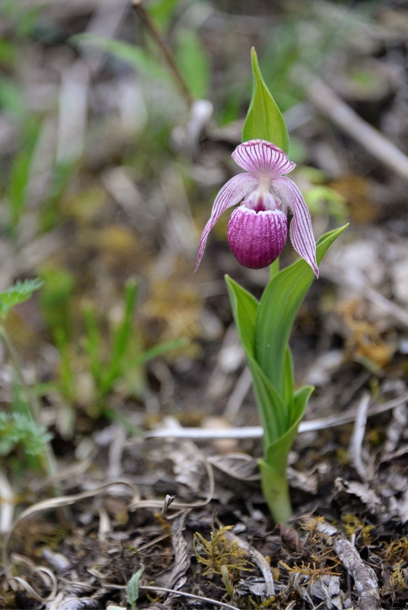 Cypripedium yunnanense photo 6