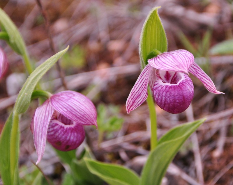 Cypripedium yunnanense photo 7