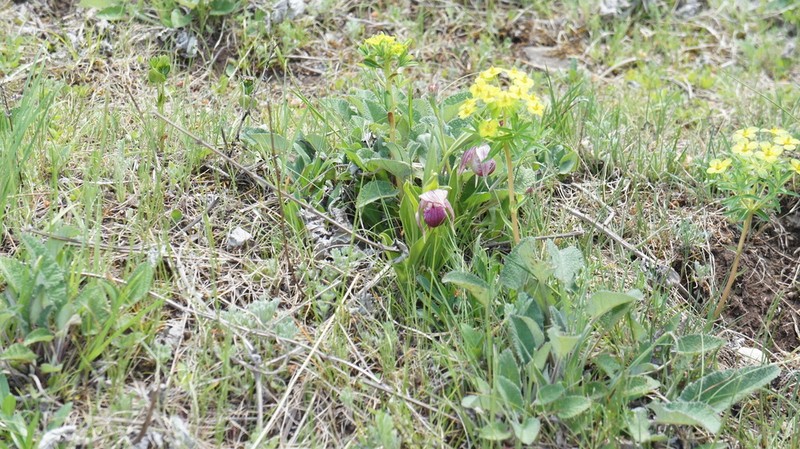 Cypripedium yunnanense photo 8