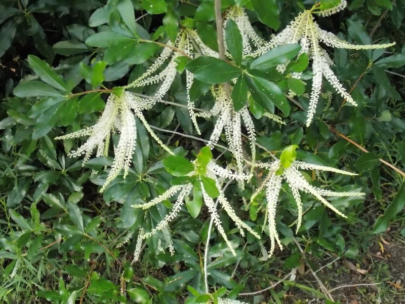Littleleaf Titi photo 2