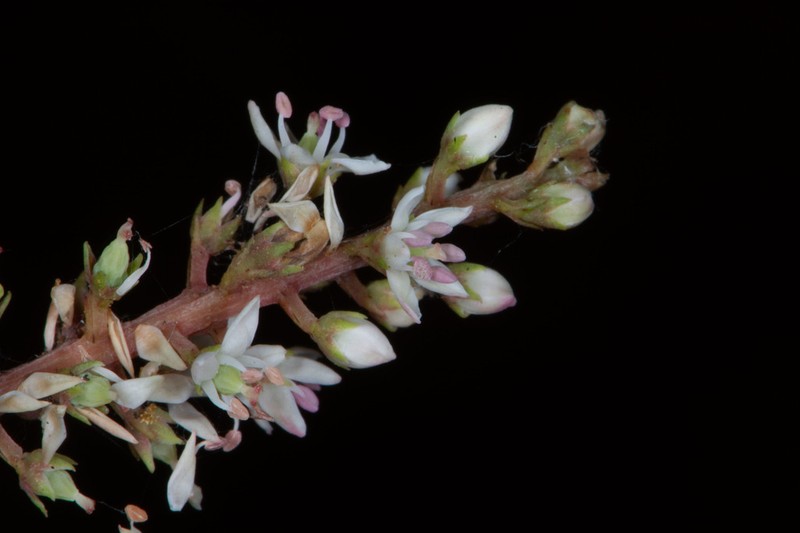 Littleleaf Titi photo 5
