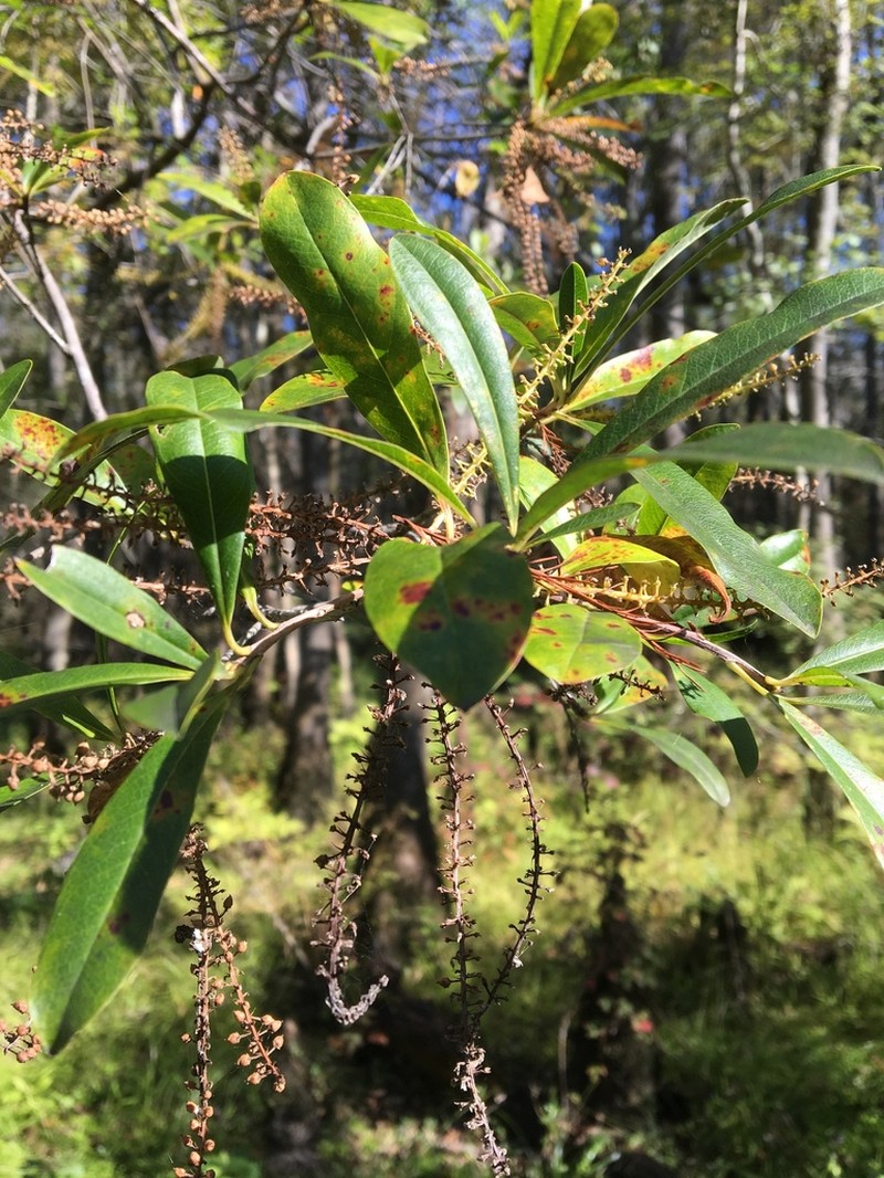 Littleleaf Titi photo 6