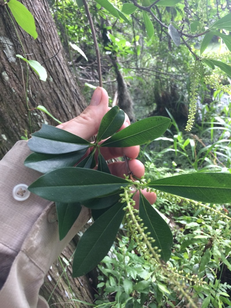 Swamp Titi photo 8