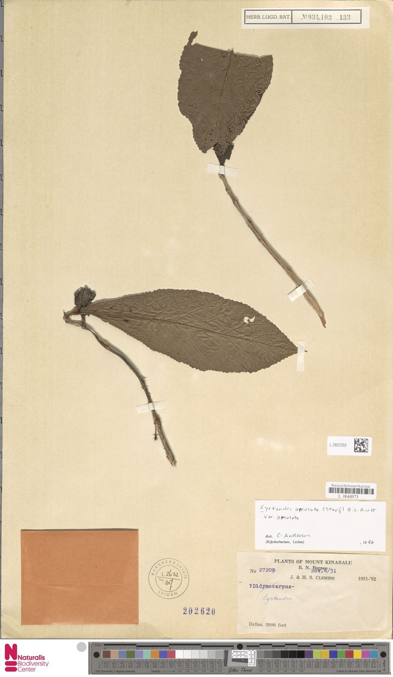 Cyrtandra areolata var. areolata