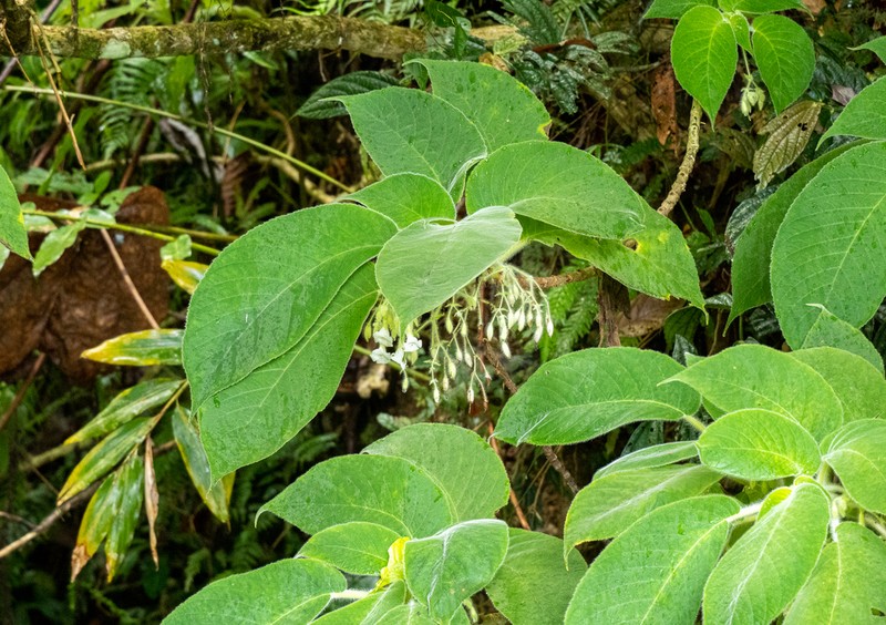 Cyrtandra argentii