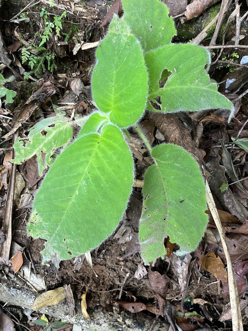 Cyrtandra argentii photo 3